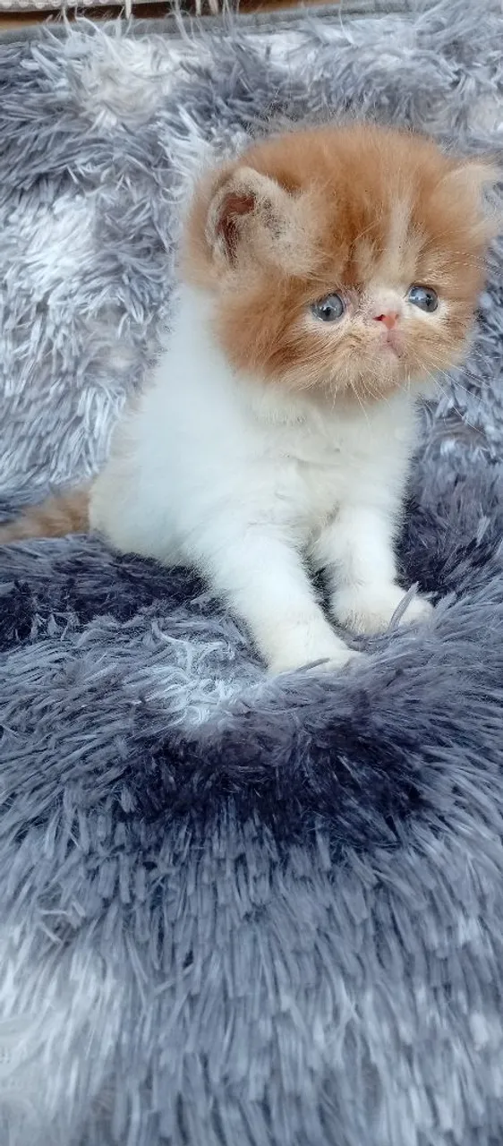 Gatinho Persa Filhote macho, com ótimo padrão!!!