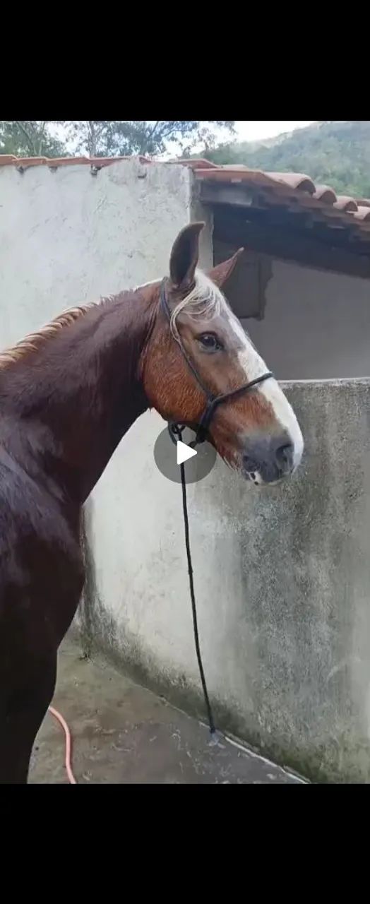 Cavalo mangalarga  - Foto 2