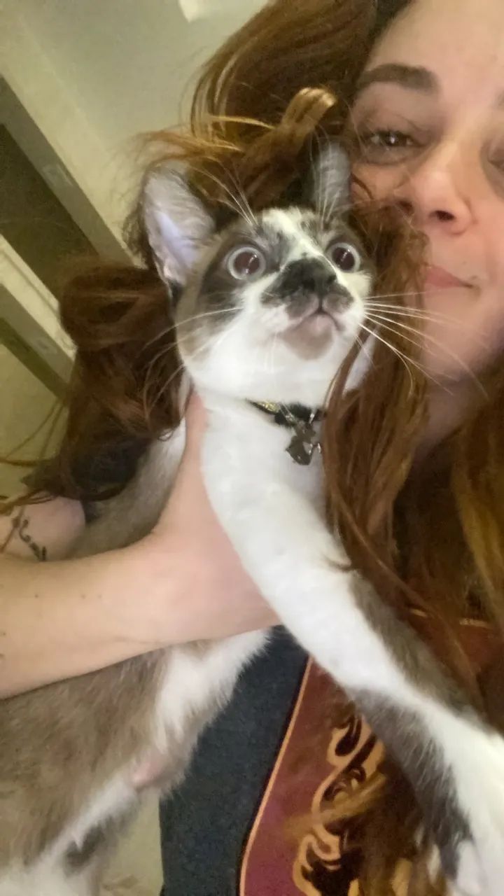 Adoção responsável  - Foto 2