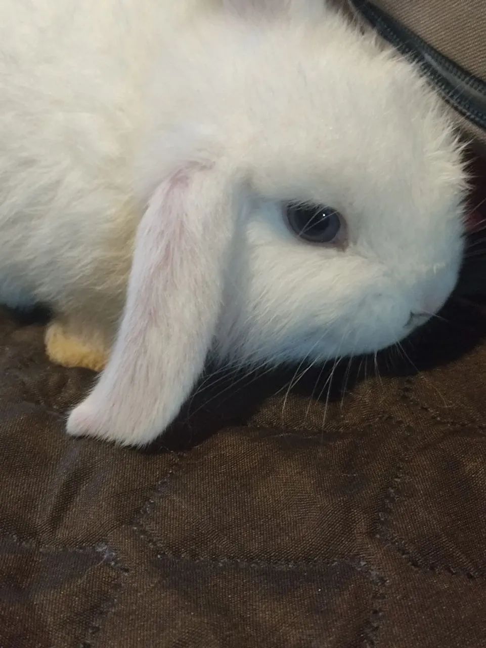 Mini Coelho - Raça Pura (Mini Lop e Netherland Dwarf) dócil - Foto 2