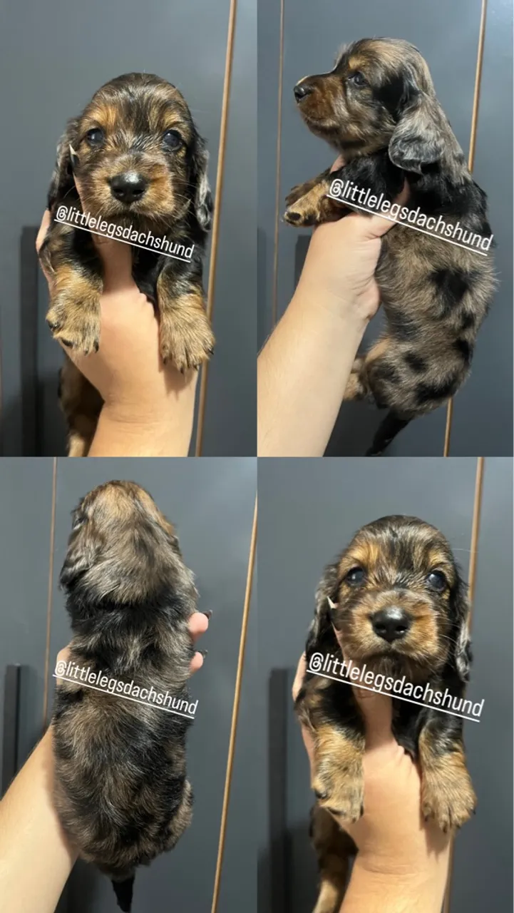 Dachshund pelos longos