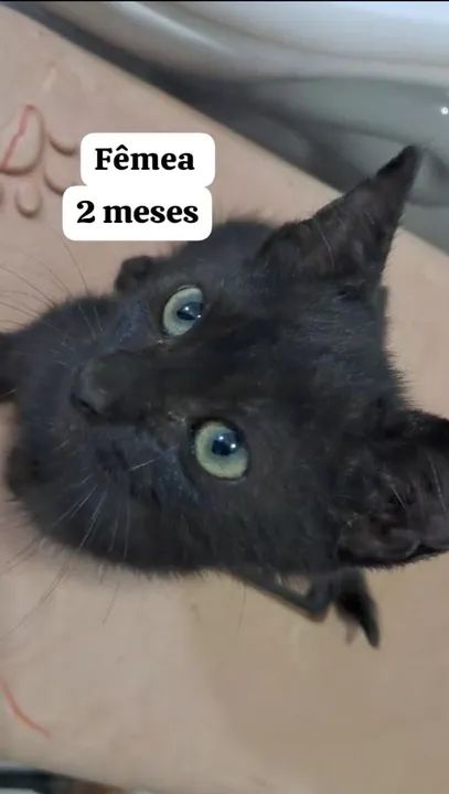 Vários Filhotes de gatinhos para adoção - Foto 6