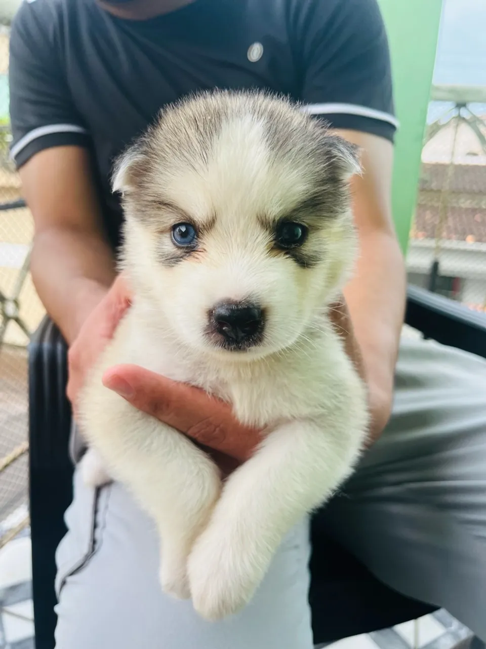Filhote Fêmea de Husky Siberiano