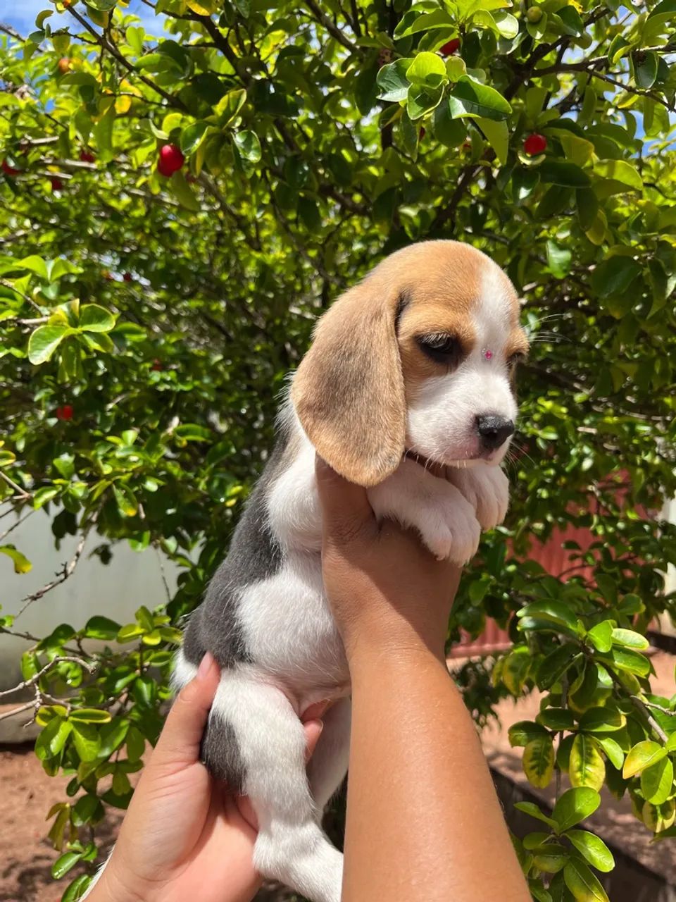 Filhotes Beagles com Pedigree  - Foto 5