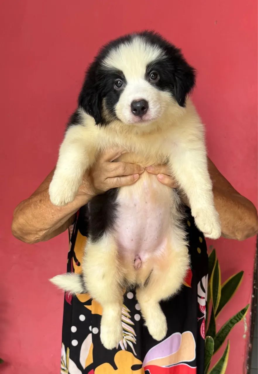 Lindas Filhotes de Border Collie   - Foto 2