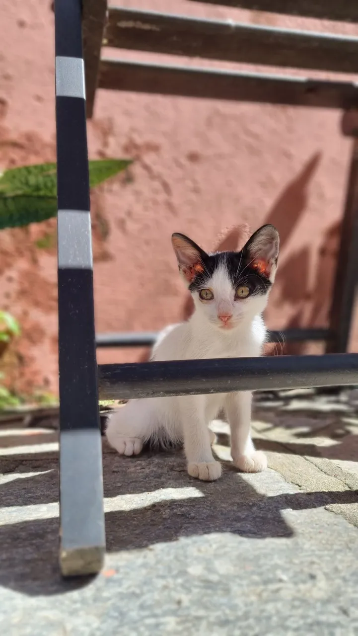 Gatinho adorável para adoção