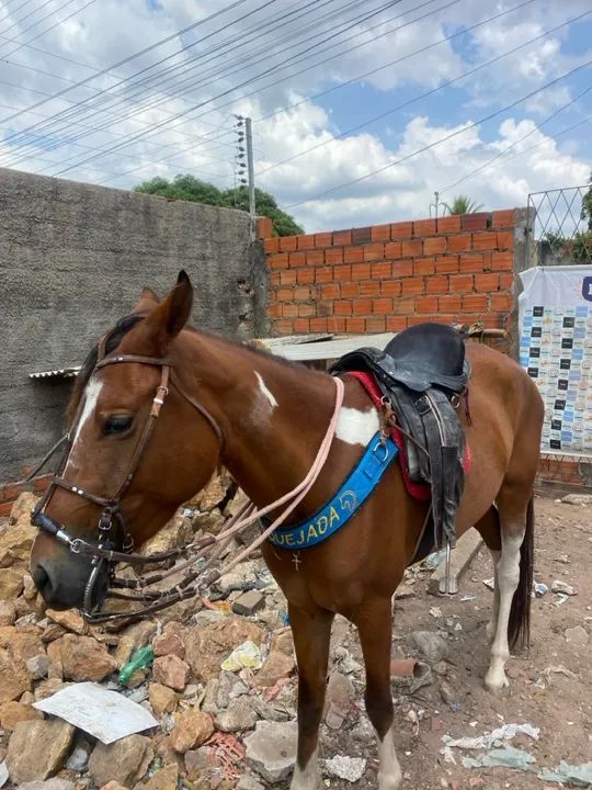 Vendo essas duas éguas! 