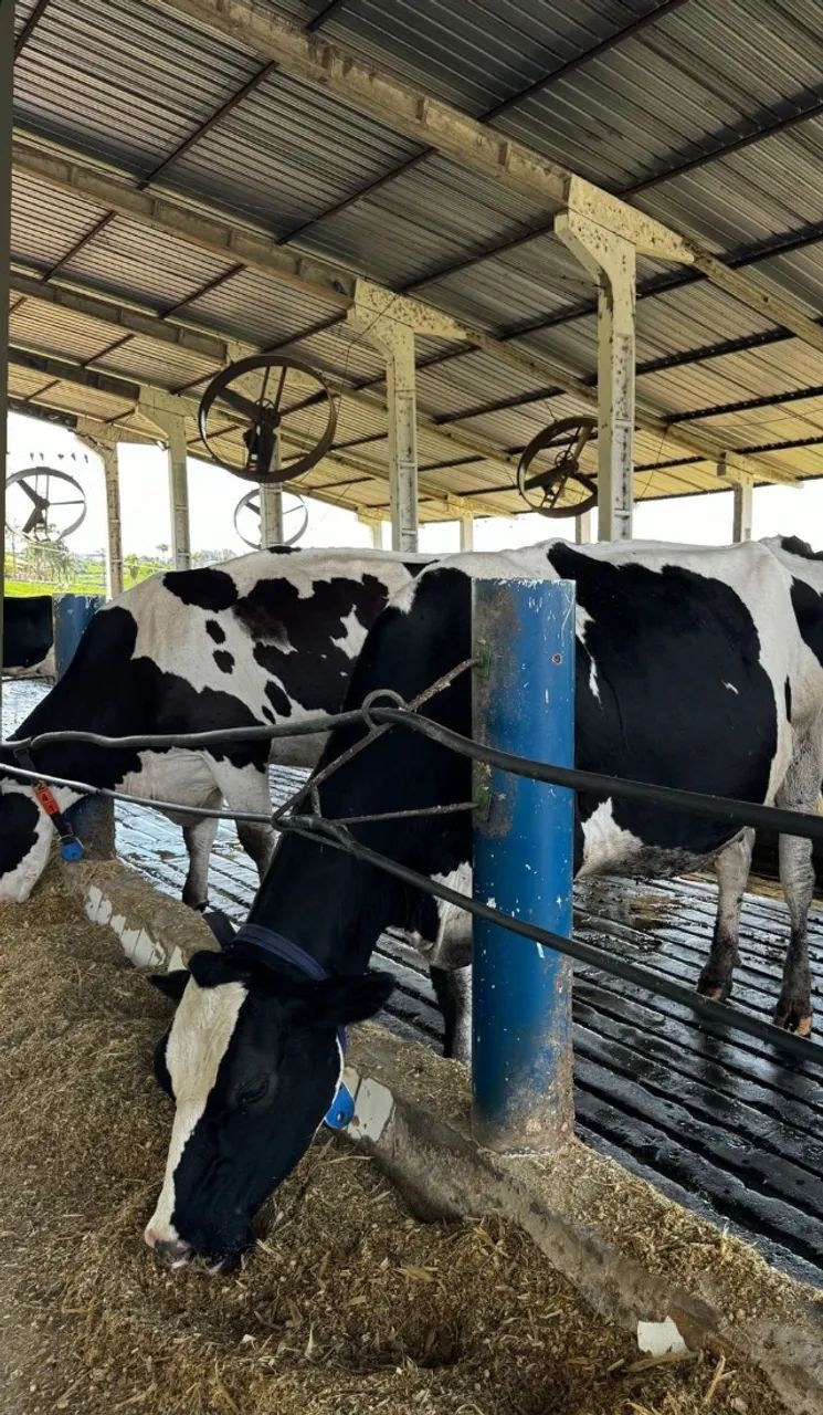 MEGA OPORTUNIDADE - CURSO