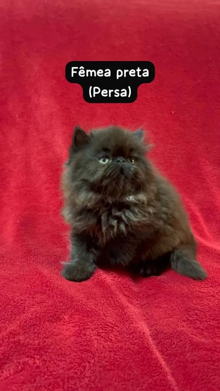 Persa lindos filhotes