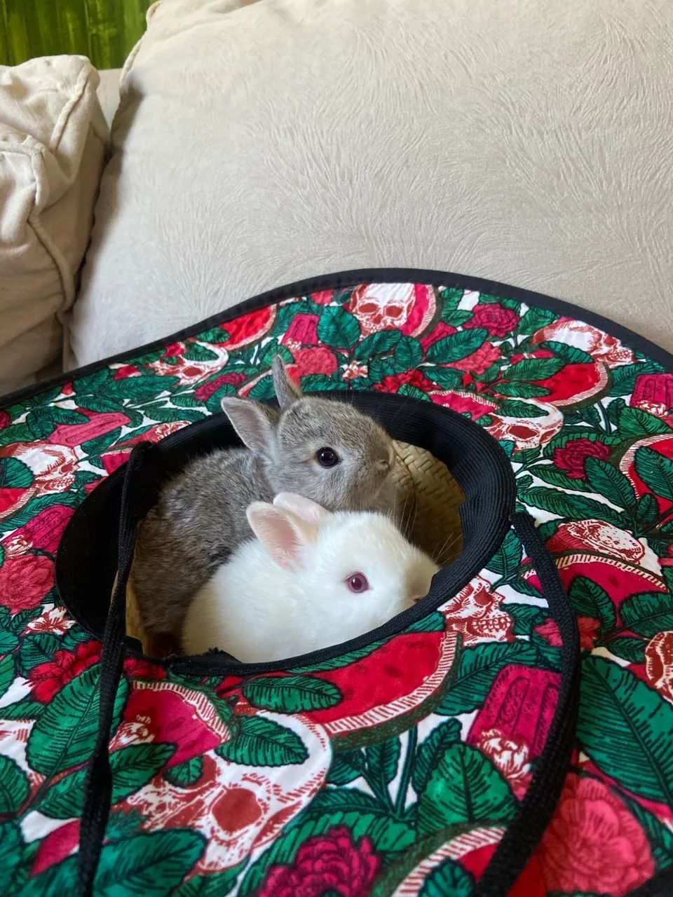 Mini  coelhos  nederland o menor coelho do mundo - Foto 6