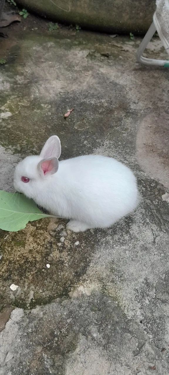 Coelho holandês branco  - Foto 3