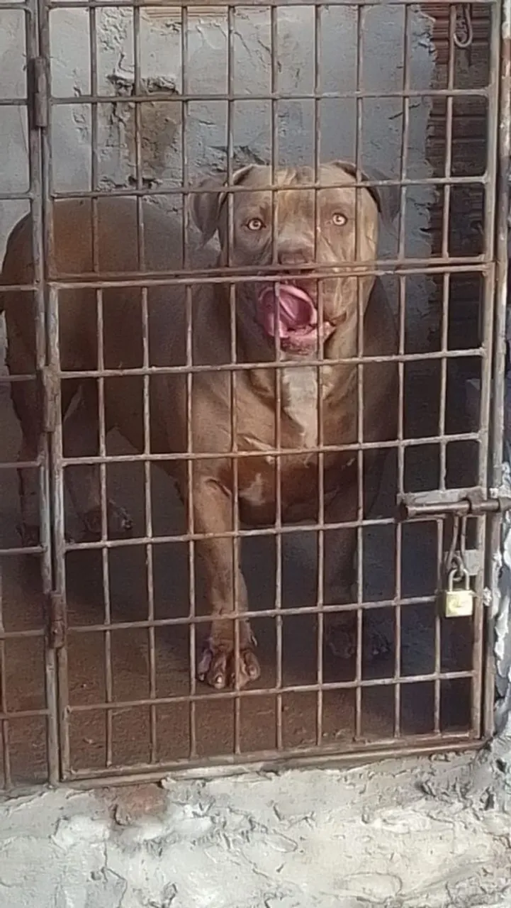 Pitbull disponível para adoção