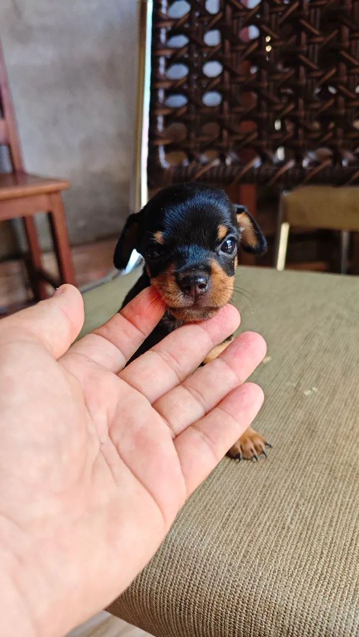 Filhote de Pinscher Miniatura - Foto 2
