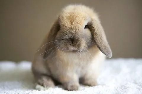 Coelhos e Mini Coelhos  - Foto 5