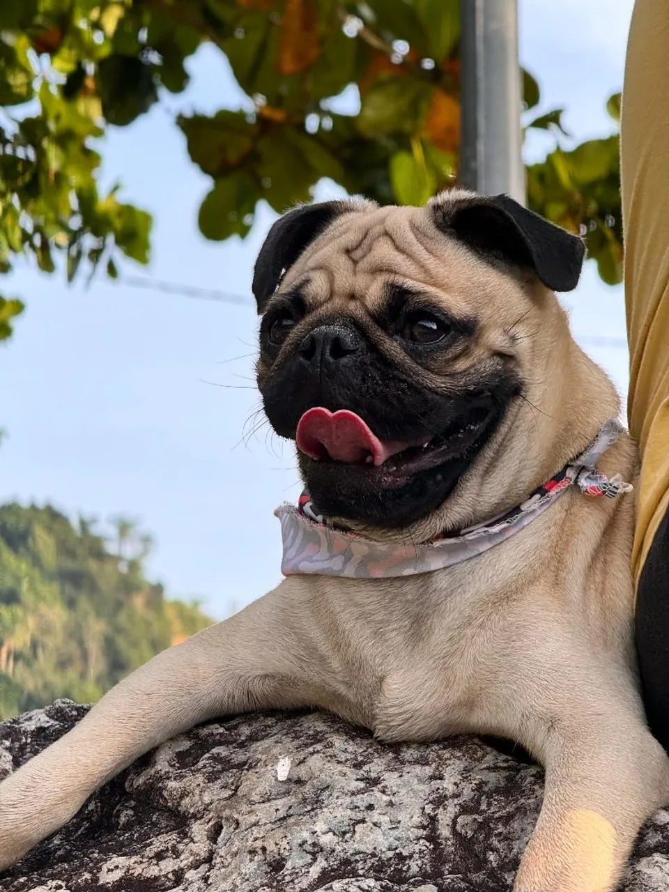 Pug Duke encantador à procura de uma namorada!