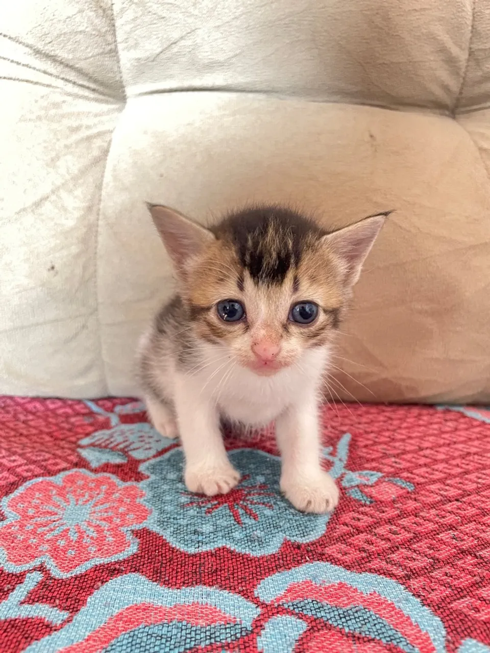 Gatinho filhote para adoção - Pelúcia de quatro patas!