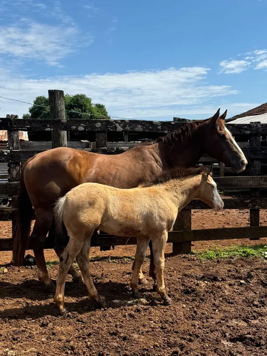 Égua Quarto de Milha