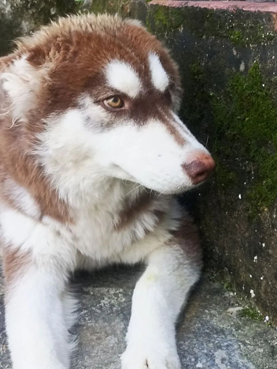 Lindo filhote de Husky Siberiano - Foto 4