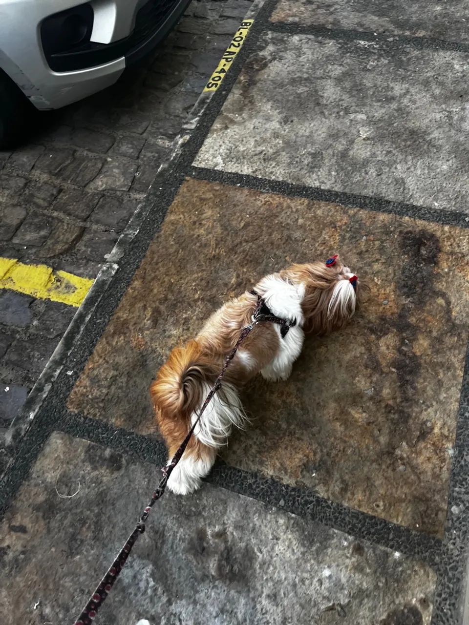 Pet sitter (babá de pet)  - Foto 3