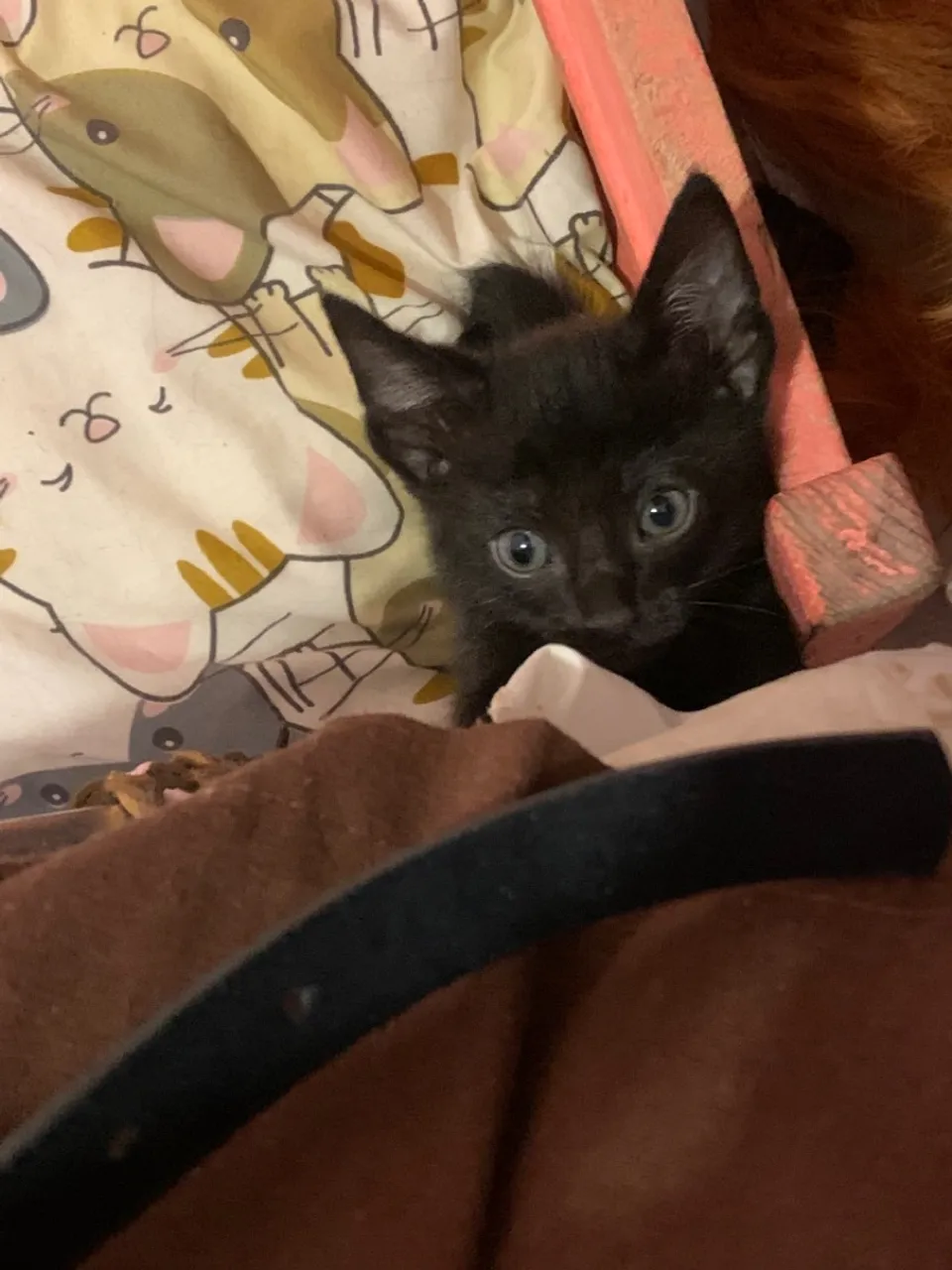 Gatinho Preto para Adoção