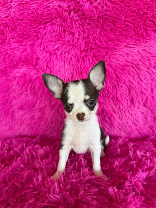 Chihuahuas miniaturas disponíveis  C/ pedigree  - Foto 4