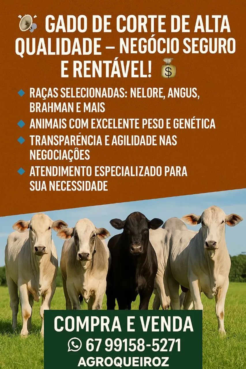 Novilhas pra  termina engorda (400 kg) 