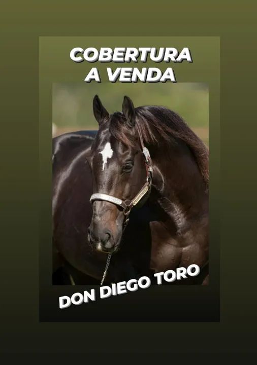 Cobertura a venda do Don Diego Toro