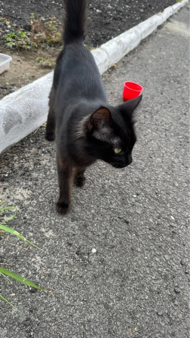 gato preto para adoção  - Foto 4