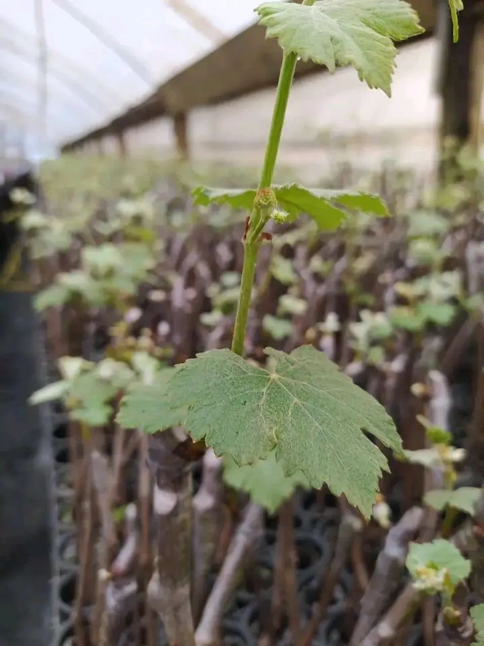 Mudas frutíferas  - Foto 6