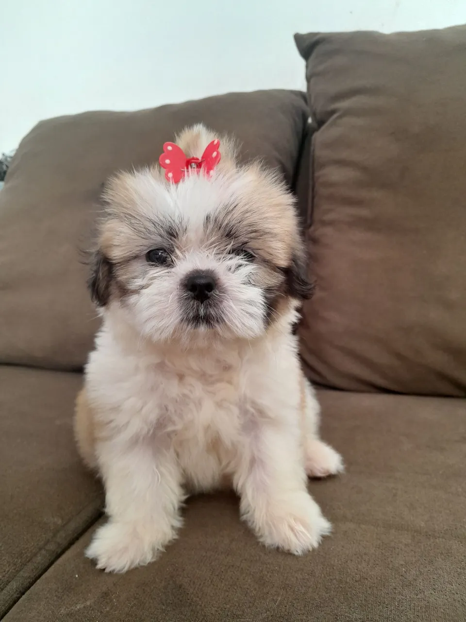 Filhote de Shih Tzu