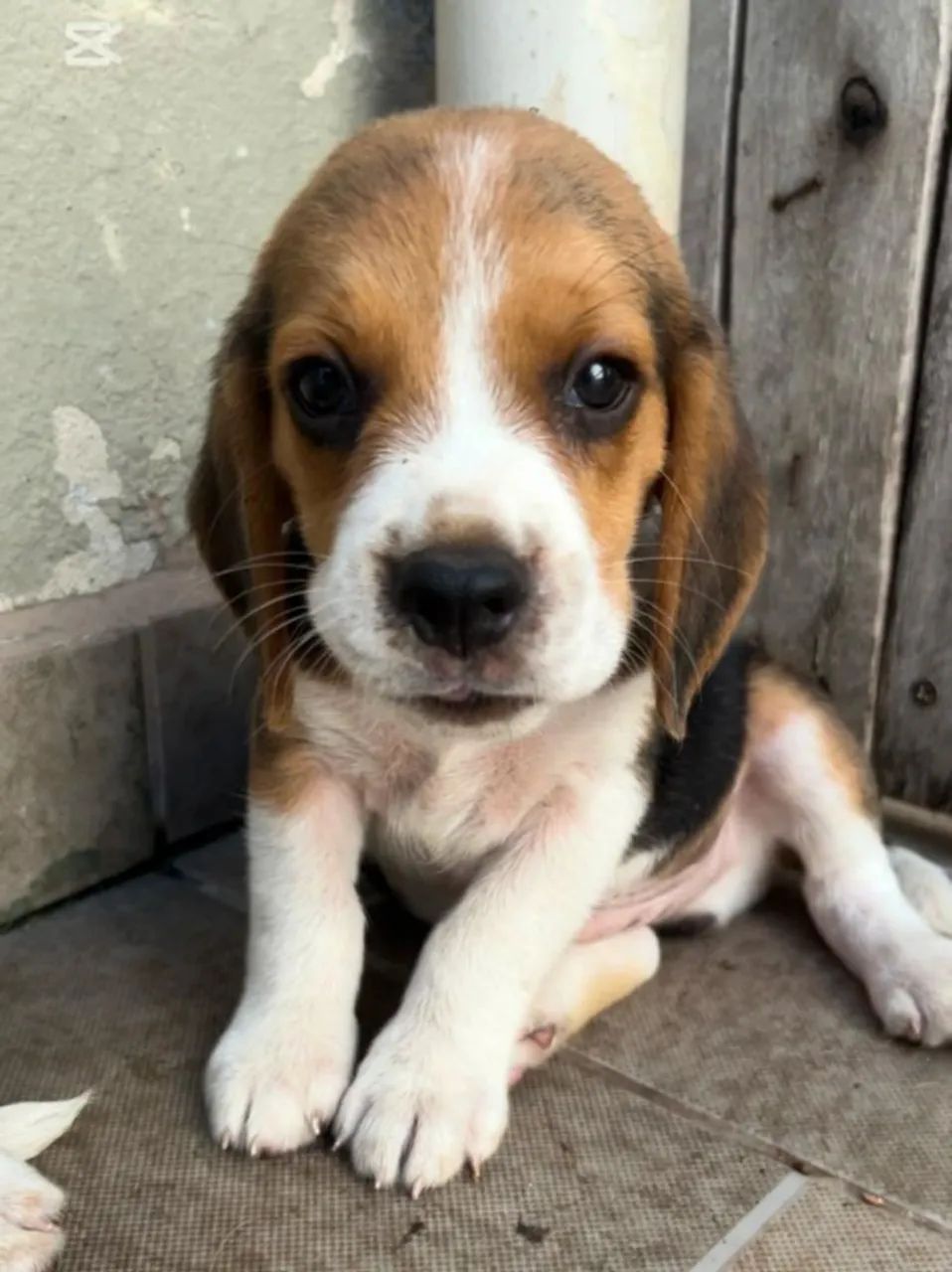 Vendo Beagle Filhotes Nasceram dia 02 de Fevereiro - Foto 2