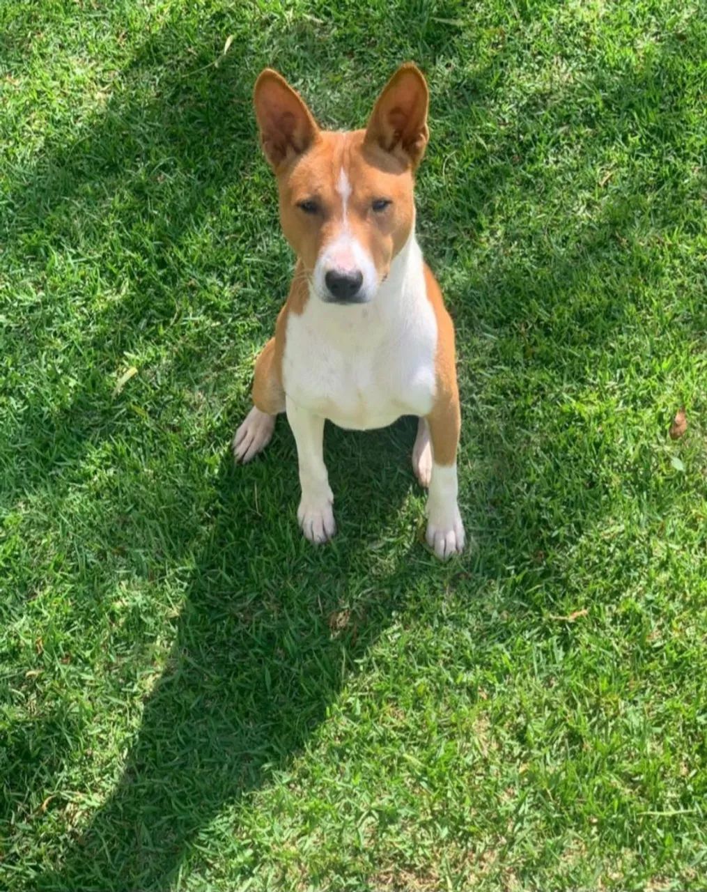 Filhotes de Basenji