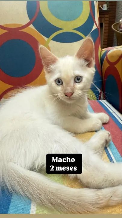 Gatinhos siameses puros 