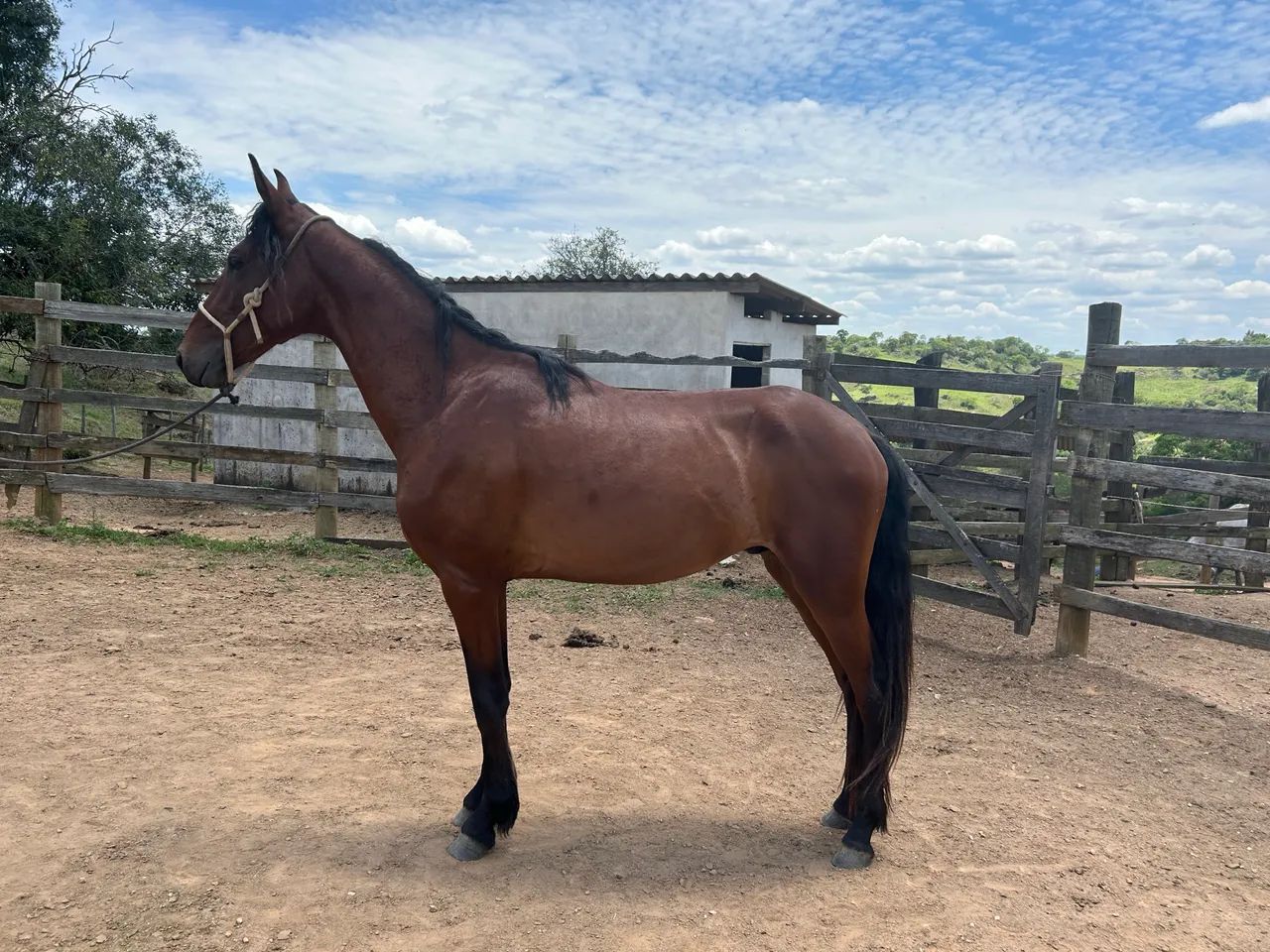 Lindo Potro Registrado Mangalarga Marchador 