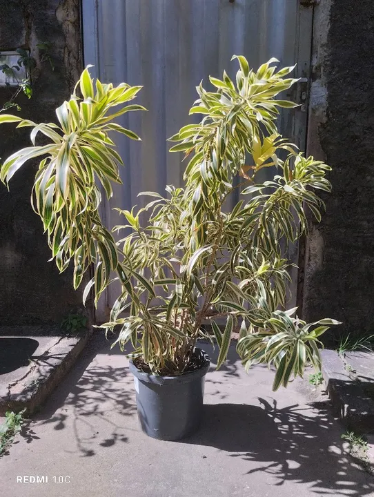 PLANTAS EM PROMOÇÃO EM SIMÕES FILHO