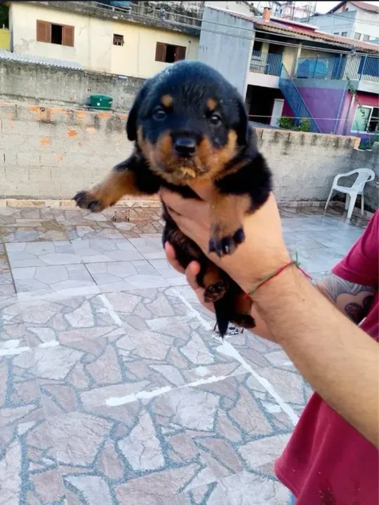 Rottweiler filhotes | Pronta entrega
