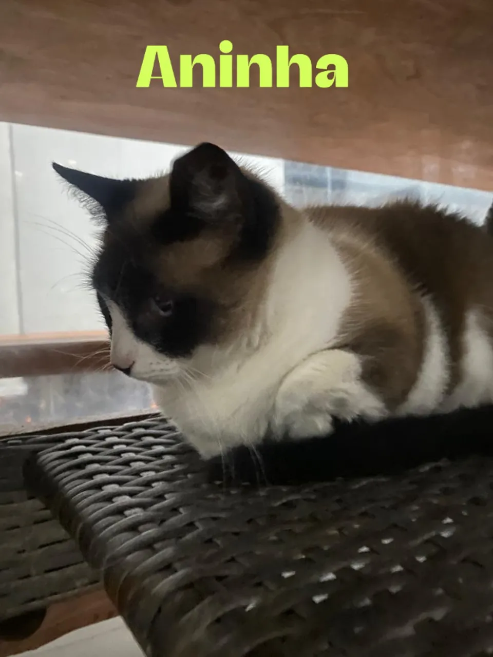 Doação de 2 gatinhas com mistura de siamesa (cadastradas)