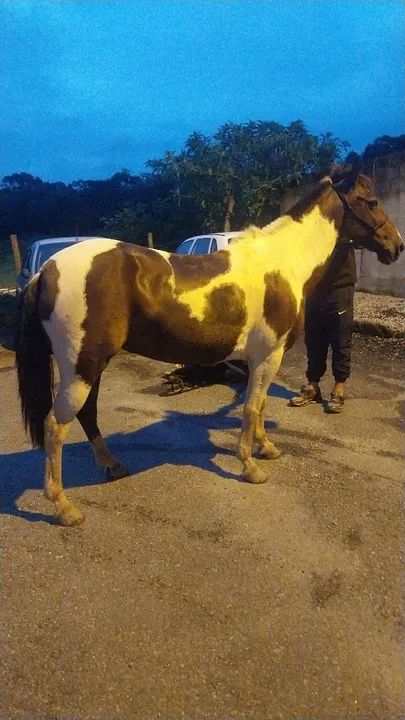 Vendo egua  - Foto 3