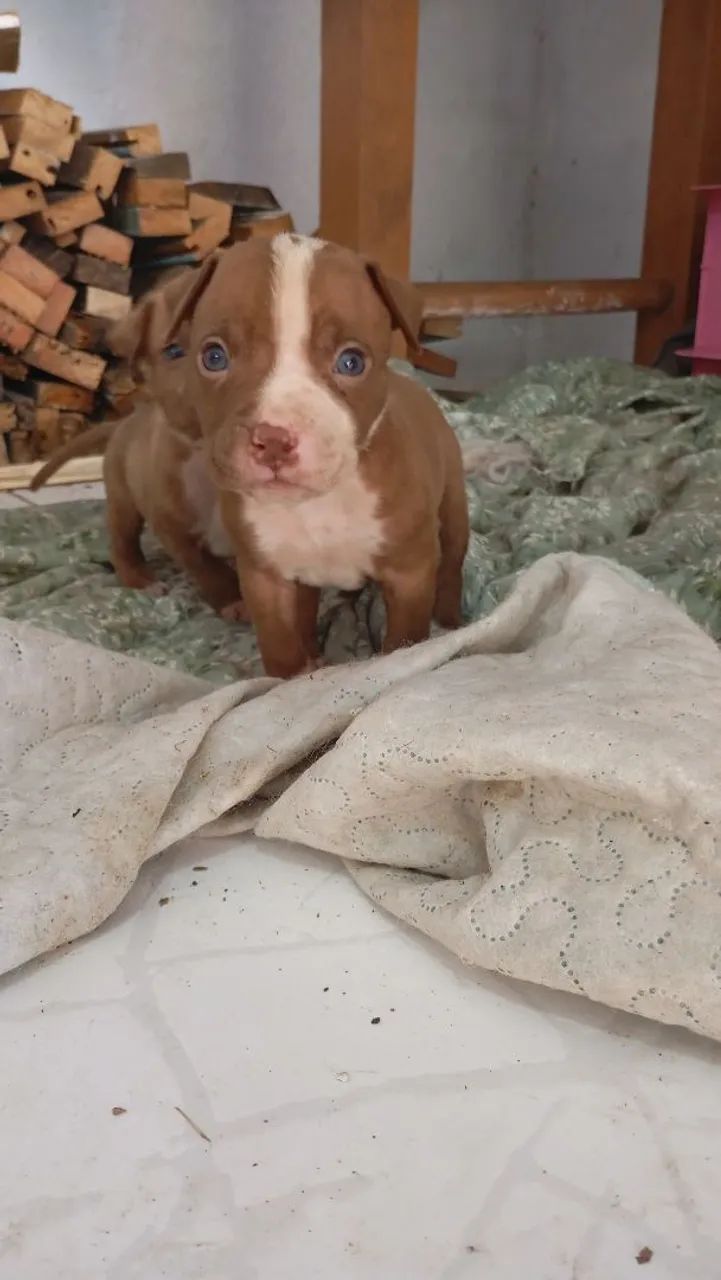Filhote Pitbull - Foto 2