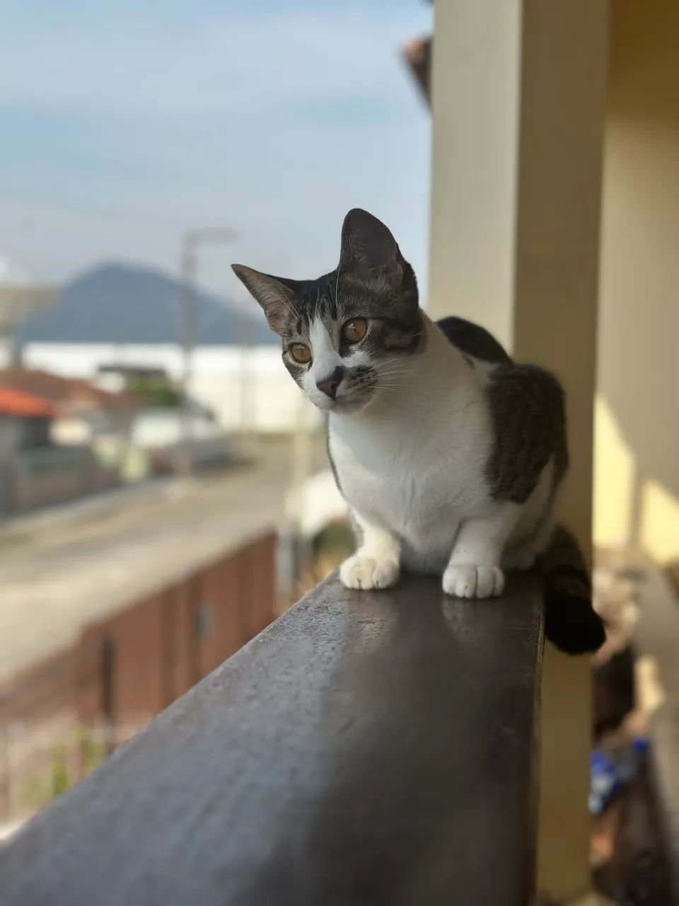 GATO ZYAN DESAPARECIDO - CARIANOS / FLORIANÓPOLIS - Foto 3