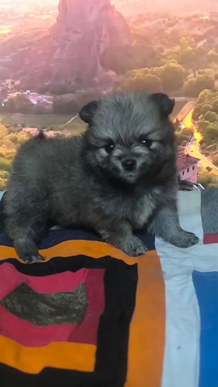 spitz alemão  - Foto 2