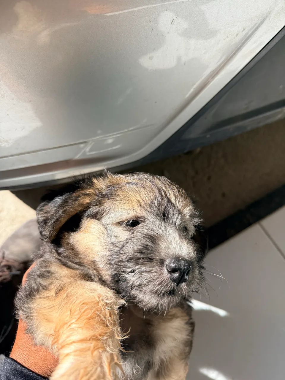 Vendo poodle com maltês  - Foto 5
