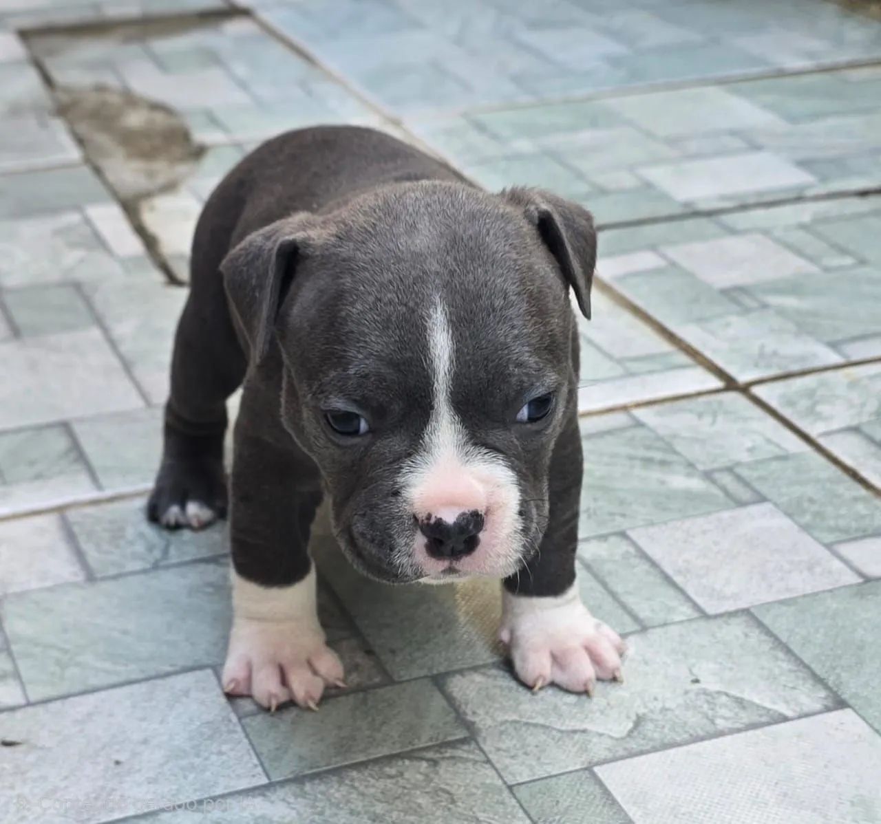 Américan Bully  - Foto 2