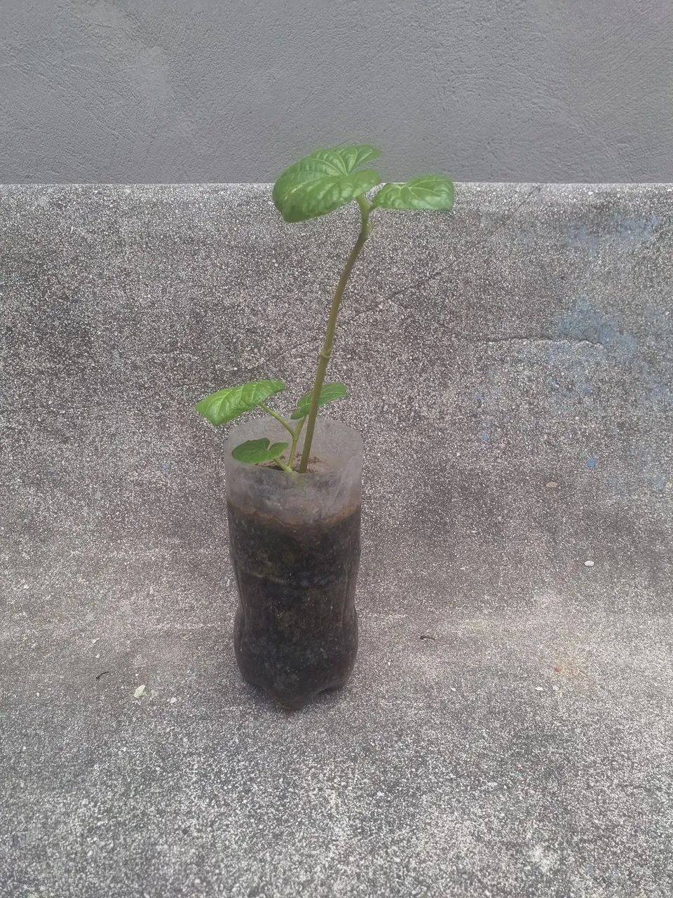 Muda Pariparoba - Foto 3