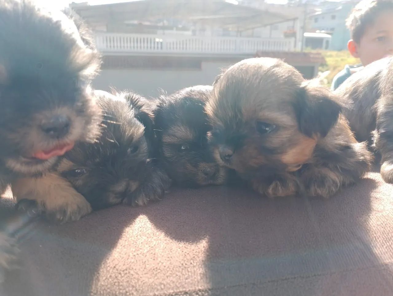 Filhote de lhasa apso  - Foto 4