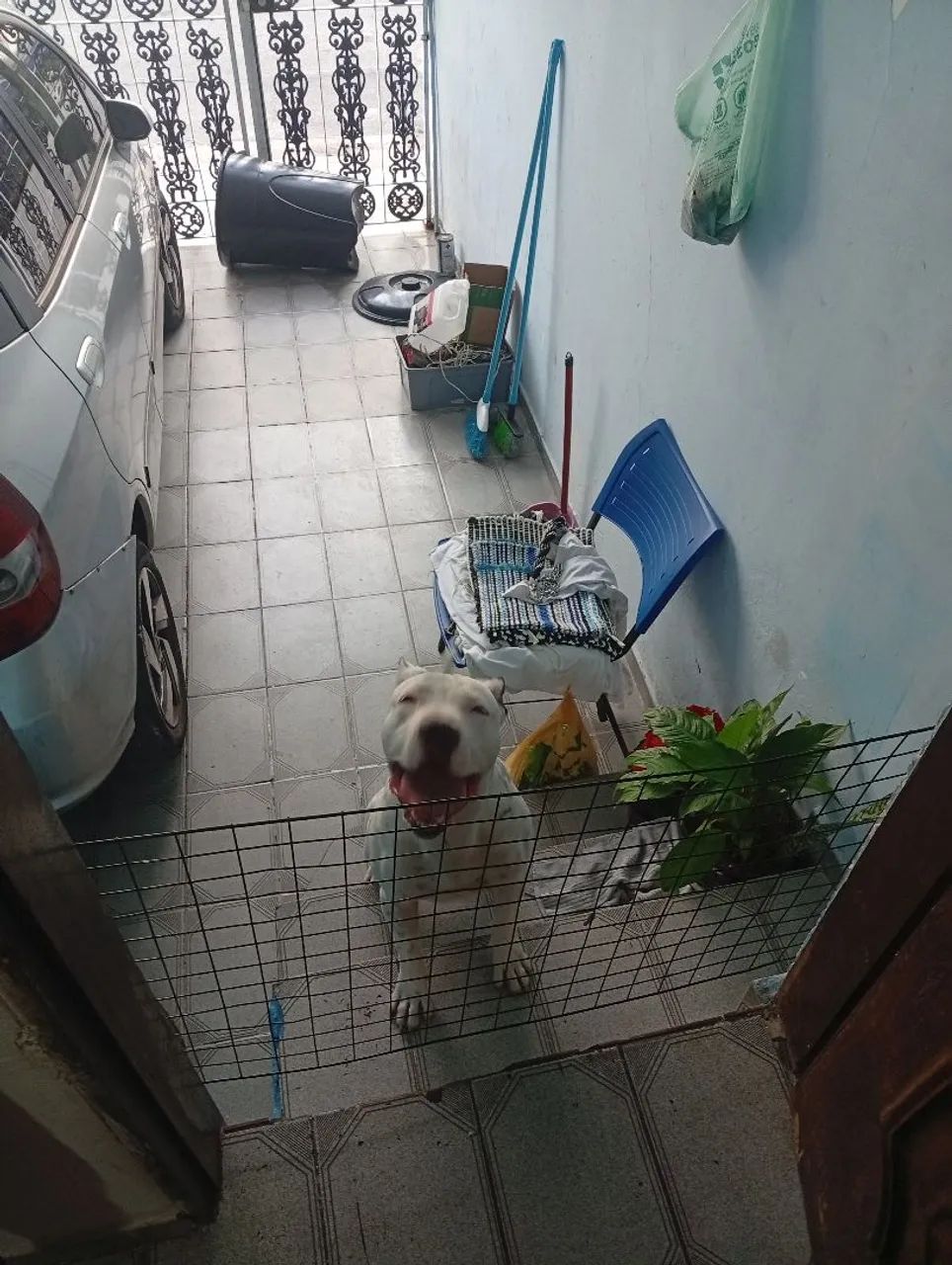 Adoção pit bull  - Foto 2