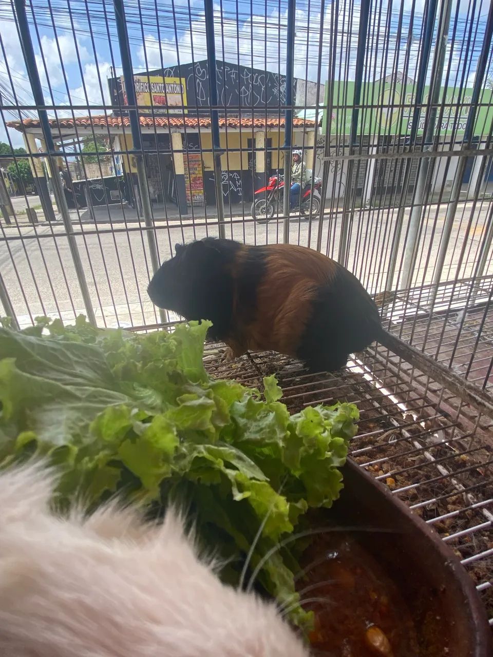 Porquinho da índia  - Foto 2