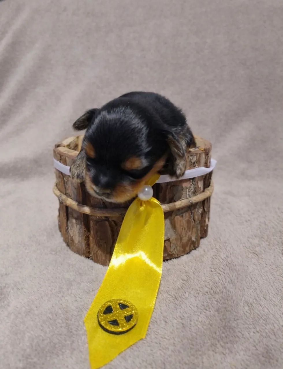 FILHOTES YORKSHIRE TERRIER - Foto 5