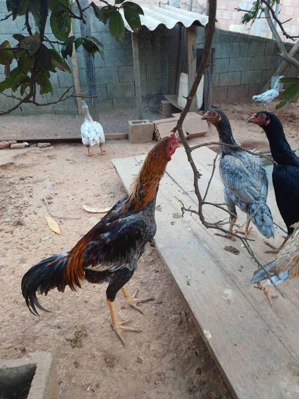 Frango indio  - Foto 5