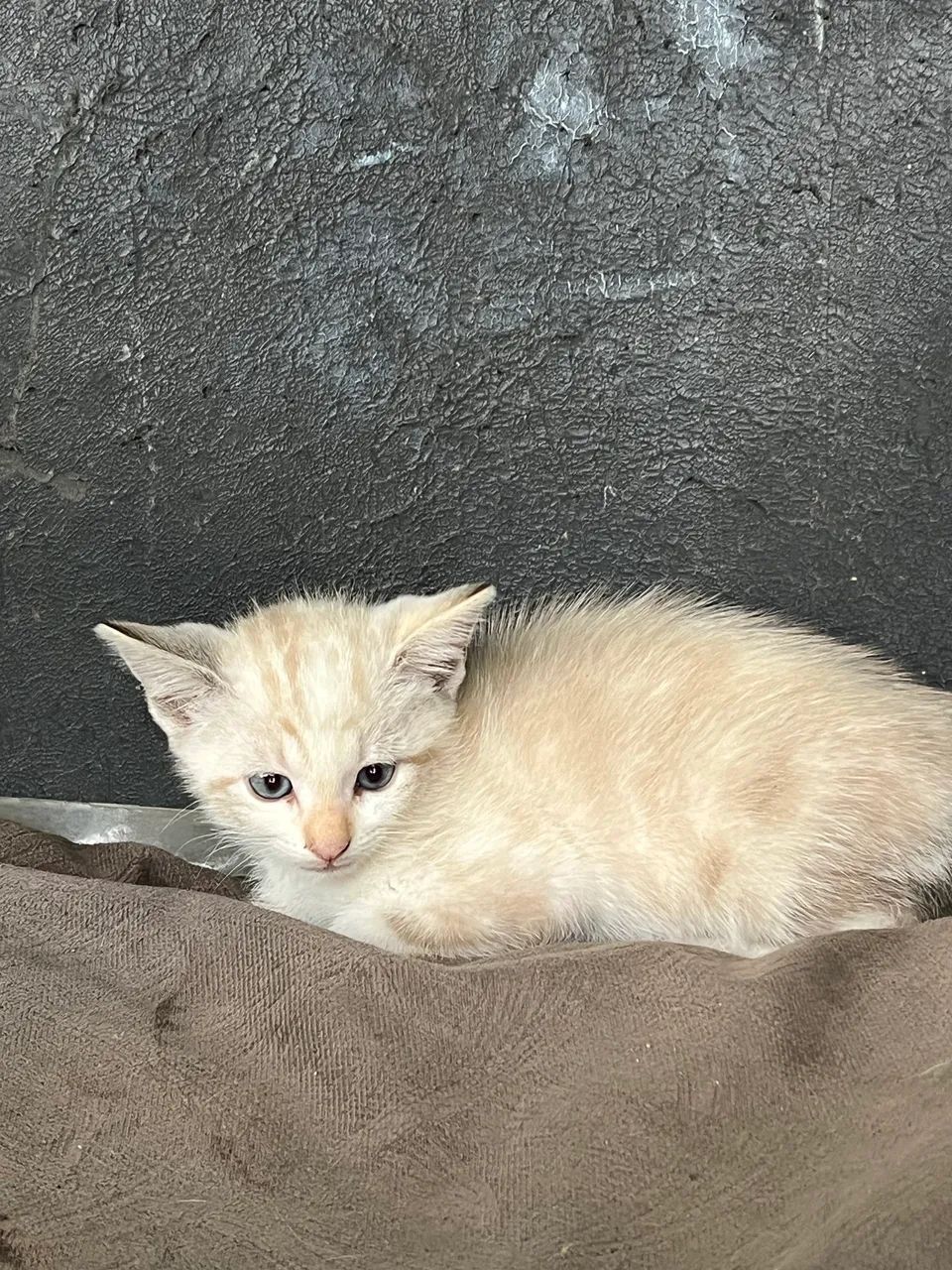 Gatinhos para adoção  - Foto 5